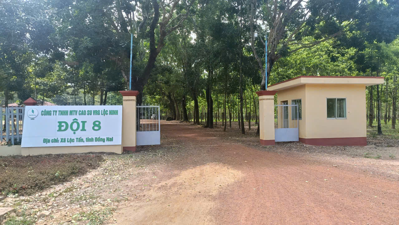 Tổng quan Đội 8